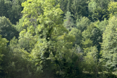 20250723_092401530_iOS